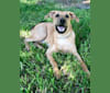 Harlee, a Great Pyrenees and German Shepherd Dog mix tested with EmbarkVet.com