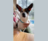 Bosco, a Russell-type Terrier and Rat Terrier mix tested with EmbarkVet.com