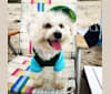 Photo of Rusty, a Pomeranian and Bichon Frise mix in Deer Park, New York, USA