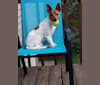 DIGGY MEREDITH, a Russell-type Terrier and Rat Terrier mix tested with EmbarkVet.com