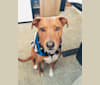 Olive, a Staffordshire Terrier and Labrador Retriever mix tested with EmbarkVet.com