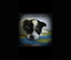 Photo of Bella, a Biewer Terrier  in 23452 Manjo Ln, Springdale, AR, USA