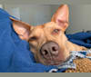 Harley, an American Pit Bull Terrier and Pharaoh Hound mix tested with EmbarkVet.com
