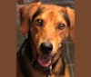 Jordan, a Treeing Walker Coonhound and Rottweiler mix tested with EmbarkVet.com