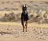 Tag, a Manchester Terrier (Standard) tested with EmbarkVet.com