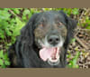 Bear, a Golden Retriever and German Shepherd Dog mix tested with EmbarkVet.com