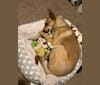 Photo of “NALA”  IABCA IntCom Lady Nala Bear BCF BCAT, a Carolina Dog  in Banbury Cross Farm Carolina Dogs / American Dingos, Eastgate Dr, Aiken, SC, USA