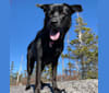 Luna, a German Shepherd Dog and Border Collie mix tested with EmbarkVet.com