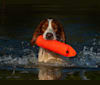 Finn, an Irish Red and White Setter tested with EmbarkVet.com