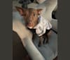 Juniper, an American Pit Bull Terrier and German Shepherd Dog mix tested with EmbarkVet.com
