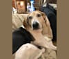 Photo of Josie, a Treeing Walker Coonhound, Llewellin Setter, and Chow Chow mix in Kentucky, USA