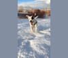 Kramer, an American Pit Bull Terrier and Saint Bernard mix tested with EmbarkVet.com