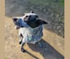 Kota, an Australian Cattle Dog and Boxer mix tested with EmbarkVet.com