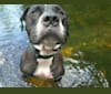 Odin, a Staffordshire Terrier tested with EmbarkVet.com