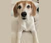 Edward, a Beagle and Russell-type Terrier mix tested with EmbarkVet.com