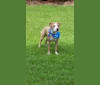 Photo of Clyde, an American Pit Bull Terrier  in Maryland, USA