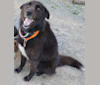 Lilly a dog tested with EmbarkVet.com