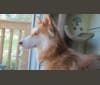Chloe, a Siberian Husky and German Shepherd Dog mix tested with EmbarkVet.com