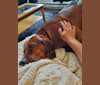 Banjo, a Redbone Coonhound tested with EmbarkVet.com