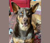 Finn, an Australian Cattle Dog and Labrador Retriever mix tested with EmbarkVet.com