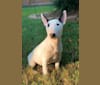 Photo of Custard, a Miniature Bull Terrier  in Anderson, SC, USA