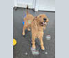 Seamus, an Irish Terrier tested with EmbarkVet.com