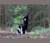Orkane Du Phénix Argenté, a German Shepherd Dog tested with EmbarkVet.com