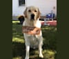 Hudson Niemel-Spitzer, a Labrador Retriever and Border Collie mix tested with EmbarkVet.com