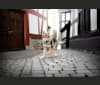 Maze a dog tested with EmbarkVet.com