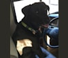 Finn, a Coonhound and Labrador Retriever mix tested with EmbarkVet.com