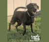 Huck, a Labrador Retriever and American Foxhound mix tested with EmbarkVet.com