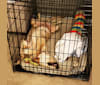 Echo, a Golden Retriever and Labrador Retriever mix tested with EmbarkVet.com