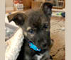 Photo of Kona, a Siberian Husky, German Shepherd Dog, American Pit Bull Terrier, and Mixed mix in Mississippi, USA