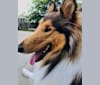 Photo of Pete, a Collie  in Reidsville, NC, USA
