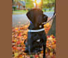 Henry, a Labrador Retriever and Redbone Coonhound mix tested with EmbarkVet.com