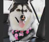 ABBY LAINE, a Siberian Husky tested with EmbarkVet.com
