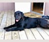 Hazel, a Labrador Retriever and Boxer mix tested with EmbarkVet.com