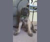 Kosar, a Mastiff tested with EmbarkVet.com