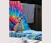 Rocket Chip, a Chihuahua and Rat Terrier mix tested with EmbarkVet.com