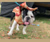 Photo of Oz, a Bulldog  in Baltimore, MD, USA