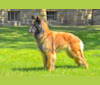 Laila, a Belgian Shepherd tested with EmbarkVet.com
