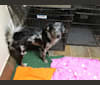 Oreo, a Rottweiler and Keeshond mix tested with EmbarkVet.com