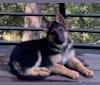 London, a German Shepherd Dog tested with EmbarkVet.com