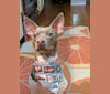 Photo of Dreameyce Not Throwin Away My Shot "Batty", an American Hairless Terrier  in Bluffton, Ohio, USA