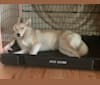 Remi, a Siberian Husky and Border Collie mix tested with EmbarkVet.com