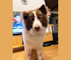 KINTOKI, a Shiba Inu and American Eskimo Dog mix tested with EmbarkVet.com