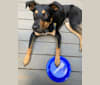 Charlie, an Australian Cattle Dog and German Shepherd Dog mix tested with EmbarkVet.com