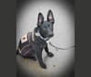 Ace, a German Shepherd Dog and American Pit Bull Terrier mix tested with EmbarkVet.com
