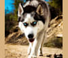 Kenzie, a Siberian Husky tested with EmbarkVet.com