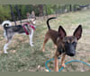 Pippa, a Formosan Mountain Dog tested with EmbarkVet.com